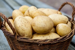 Беларусь соберет хороший урожай картофеля