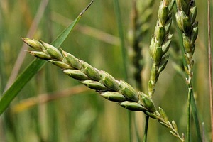 Спельта: возрождение старинной пшеницы в Украине