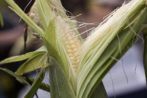 Вінницькі селекціонери створили новий гібрид білої цукрової кукурудзи