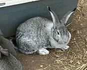 Cерый великан - украинская порода кроликов