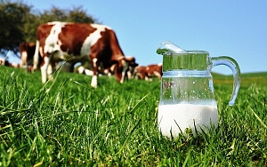 Латвия обещает поддержку производителям молока