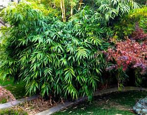 Бамбук для украшения и защиты сада