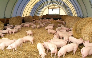 Свиньи в вашем хозяйстве. Выращивание от отъема до откорма