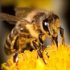 Продам бджоли з вуликами та рамками