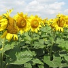 насіння соняшника -Сонячний настрій (98 – 103 дн) 