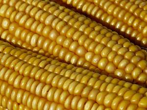 Собрано уже почти 20 миллионов тонн зерна кукурузы