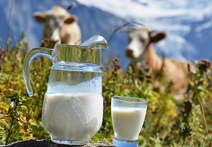 Производители молока вышли на протест против сокращения цен