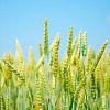 Озимая пшеница Пилиповка