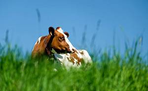 Найбільше корів на сільгосппідприємствах – у Полтавській області