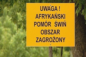 В Польше увеличена карантинная зона, установленная в связи с АЧС