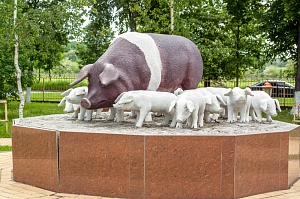 Полукилограммовые привесы свиней – «исторический показатель» в Украине
