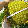 насіння соняшнику гібрид Солтан (115-120 дн) 