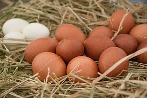 Почти 50% яиц производится в частном секторе