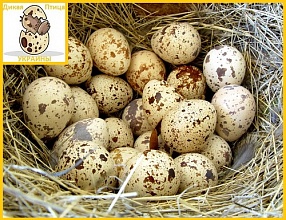 Яйца инкубационные перепела Техасец - бройлер (США Texas A & M).