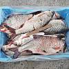 Продаж свіжовиловленої риби оптом