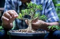Бонсай – искусство выращивания миниатюрных деревьев
