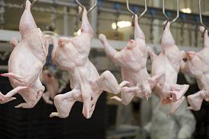 Украина экспортировала рекордные объемы мяса птицы 