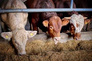 Производство продукции животноводства стало убыточным впервые за 14 лет