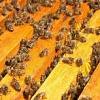 Продам бджолопакети в великій кількості!