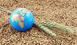 Українські аграрії купили менше імпортного насіння, ніж торік
