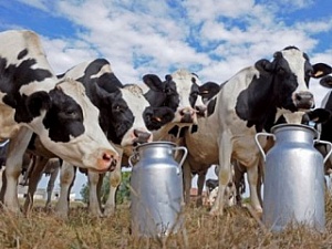 Полтавская область стала лидером производства молока за I квартал 2016