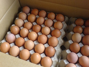 Экспорт яиц в октября сократился вдвое