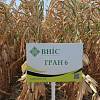 Семена Кукурузы Гран 6 (ФАО 300) -10% скидки напрямую от производителя 