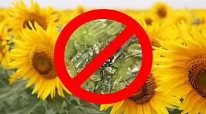 Геліхризова попелиця загрожує втратами врожаю соняшника