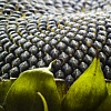 насіння соняшника гібрид "Аркансель"