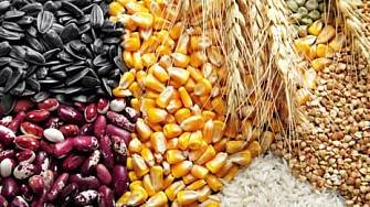 Пшеница , ячмень, кукуруза, нут, чечевица, фасоль