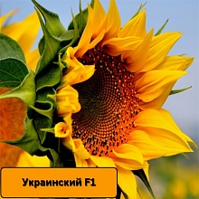 Насіння соняшника Український F1 / Подсолнечник Украинский F1 