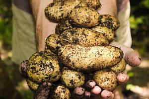 Украина – среди лидеров по производству и потреблению картофеля