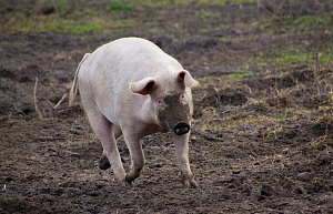 С начала года свиньи подорожали на треть 