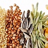 Закупка зерновых и масличных культур, семечка