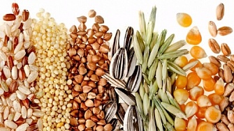 Закупка зерновых и масличных культур, семечка