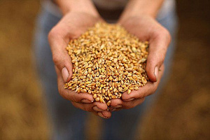 Какие белки содержаться в пшенице thumbnail