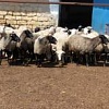 Продам ферму с овцами