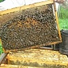 Продам пчелосемьи ( пчелопакеты )