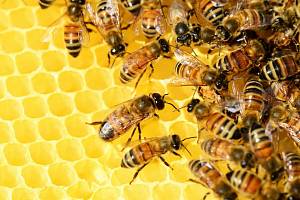 Українські бджолярі вперше отримають державну підтримку