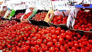 Украина идет на антирекорд экспорта томатов