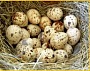 Яйца инкубационные перепела Феникс Золотистый