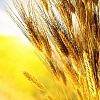 Куплю пшеницу фуражную и продовольственную