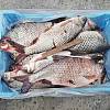 Продаж риби оптом Україна.