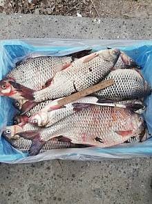 Продаж риби оптом Україна.