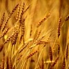 Куплю кукурузу, сою, пшеницу Полтавская область