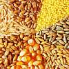 Закупаем зерновые в неограниченных количествах по всей территории Украины