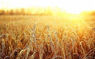 Скупка пшеницы у производителя, дорого