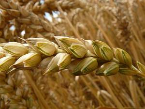 Чим хворіє озима пшениця в зимово-весняний період