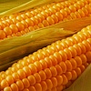 Продам Семена кукурузы Пивиха