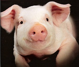Купую свиней